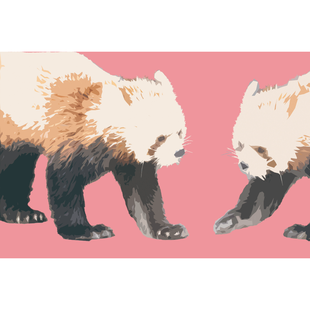 Red panda:岡野慶