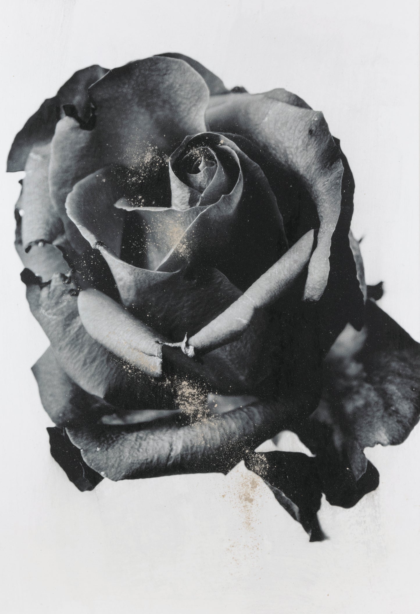 Misato Kurimune / Condolence / Rose_WH #2 / 012204