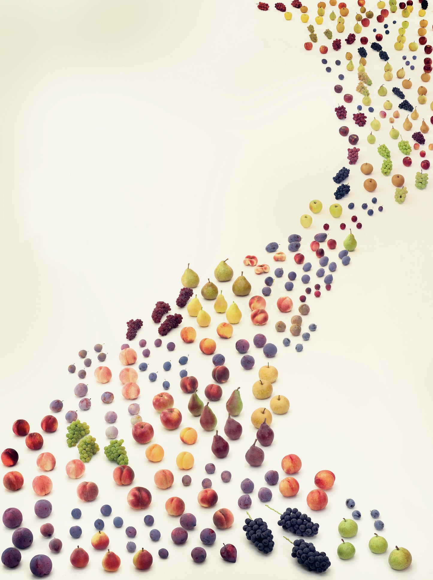 Masumi Shiohara × ROOTOTE / Fruits River / 10801