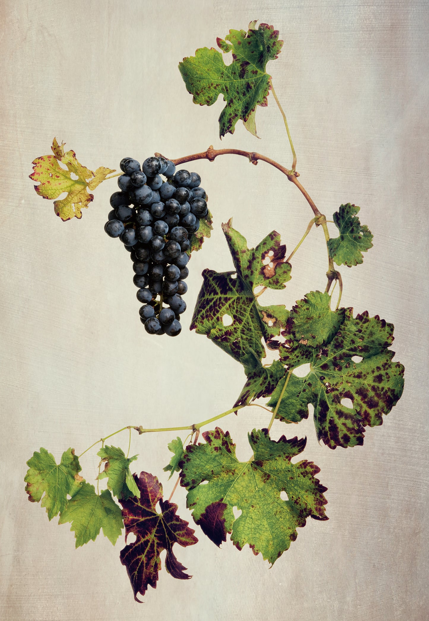 塩原真澄 / Vitis vinifera 'Cabernet Sauvignon' / 10804