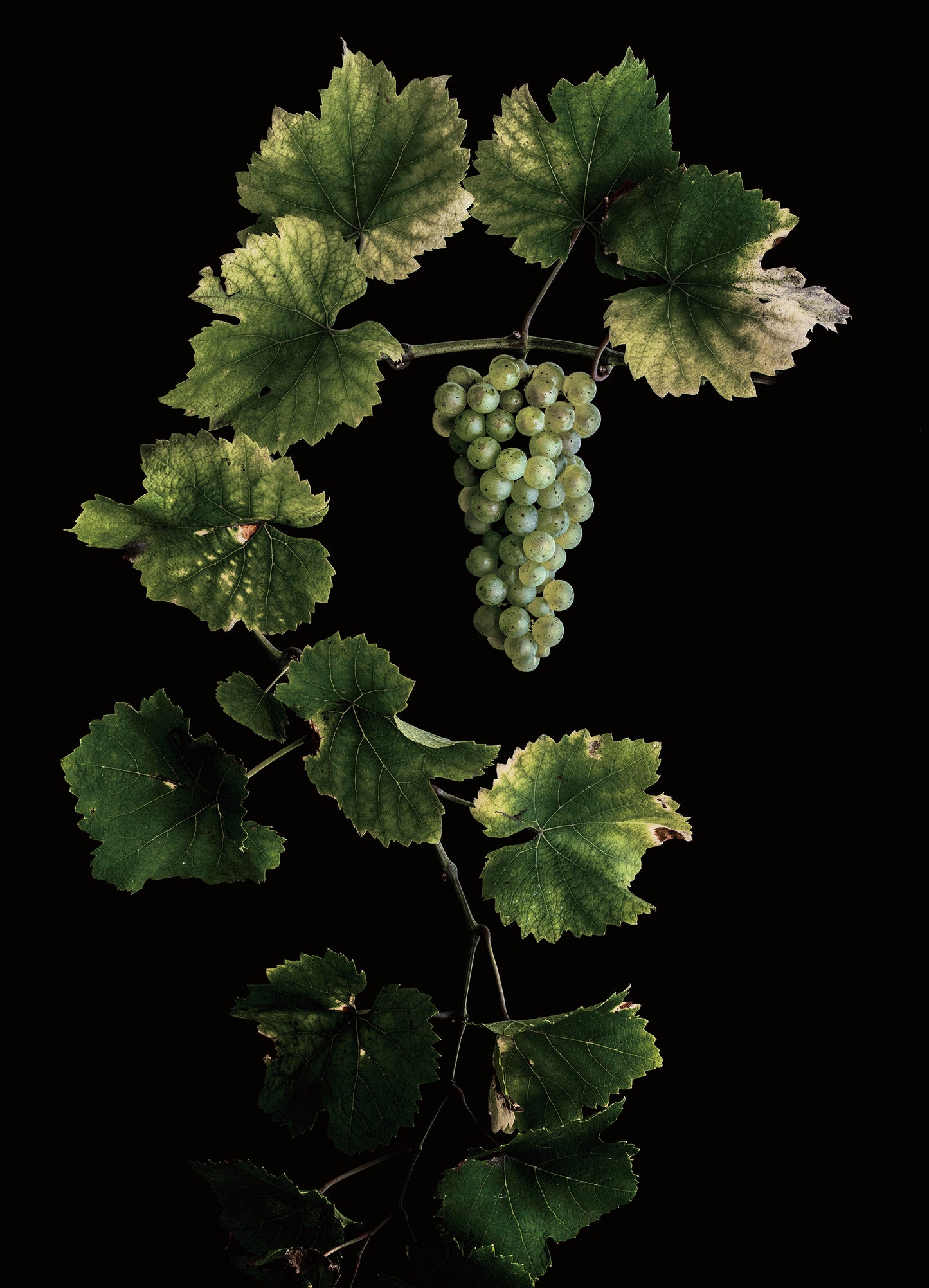 Masumi Shiohara × ROOTOTE / Vitis vinifera 'Riesling' / 10806