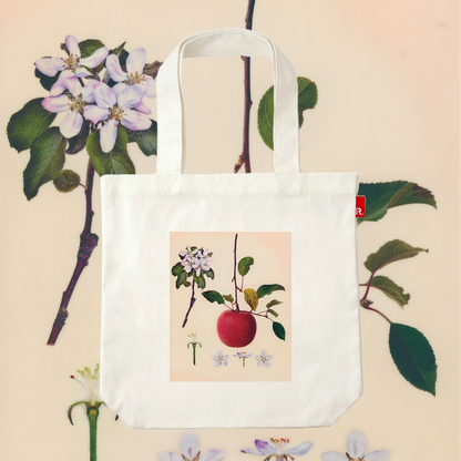 Masumi Shiohara × ROOTOTE /  Malus pumila Mill. 'Fuji' / 10803