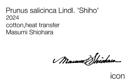 Masumi Shiohara × ROOTOTE / Prunus salicinca Lindl. 'Shiho' / 10805