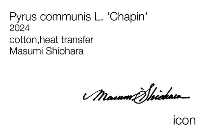 Masumi Shiohara × ROOTOTE / Pyrus communis L. 'Chapin' / 10802